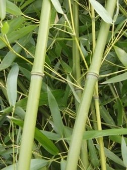 Pěstování bambusů